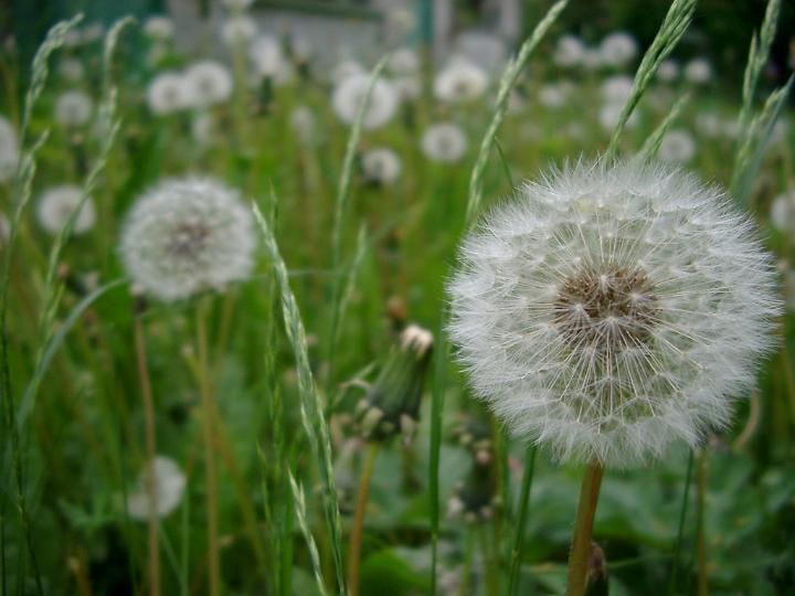 dandilion stock image